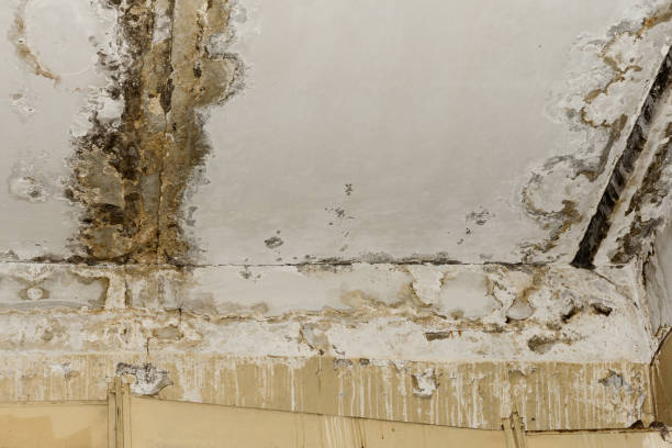 Wake Forest, NC Mold Removal Company