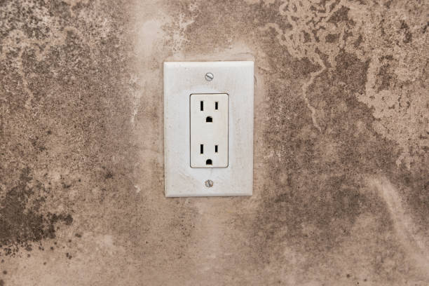Environmental Consulting for Mold Prevention in Wake Forest, NC